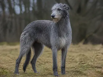 苏格兰猎鹿犬