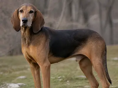 Segugio Dell'Appennino犬