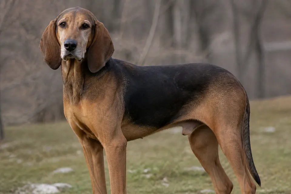 Segugio Dell'Appennino犬 · 正面