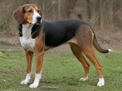 Serbian Tricolour Hound犬