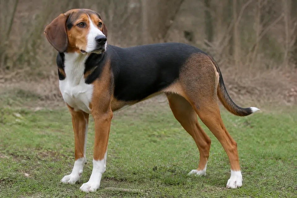 Serbian Tricolour Hound犬 · 正面