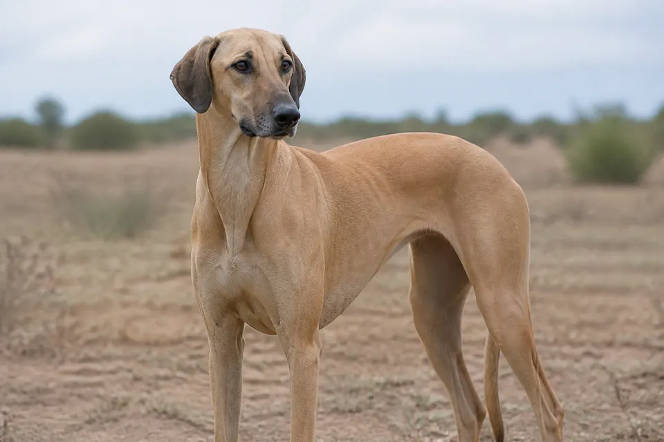斯鲁吉犬 · 正面