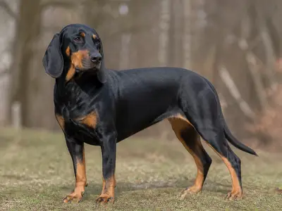 Slovakian Hound犬