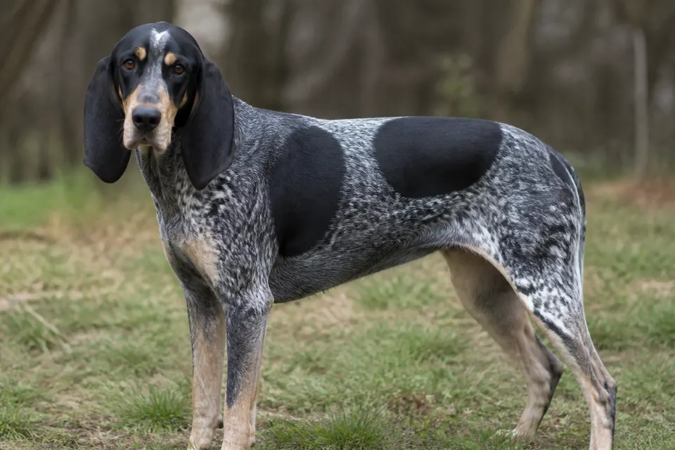 Small Blue Gascony犬 · 正面