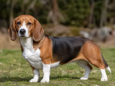 Small Swiss Hound犬