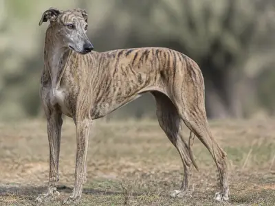 Spanish Greyhound犬