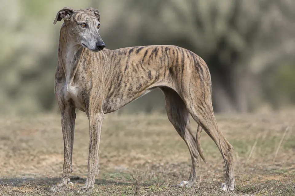 Spanish Greyhound犬 · 正面