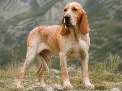 Spanish Hound犬
