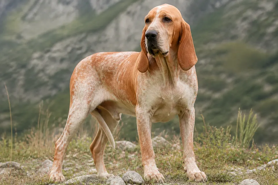 Spanish Hound犬 · 正面