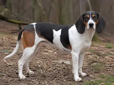 Swiss Hound犬
