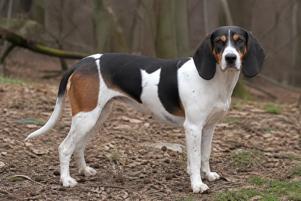 Swiss Hound犬 · 正面