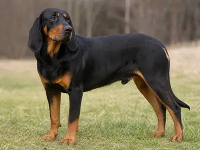 Tatransky Duric犬