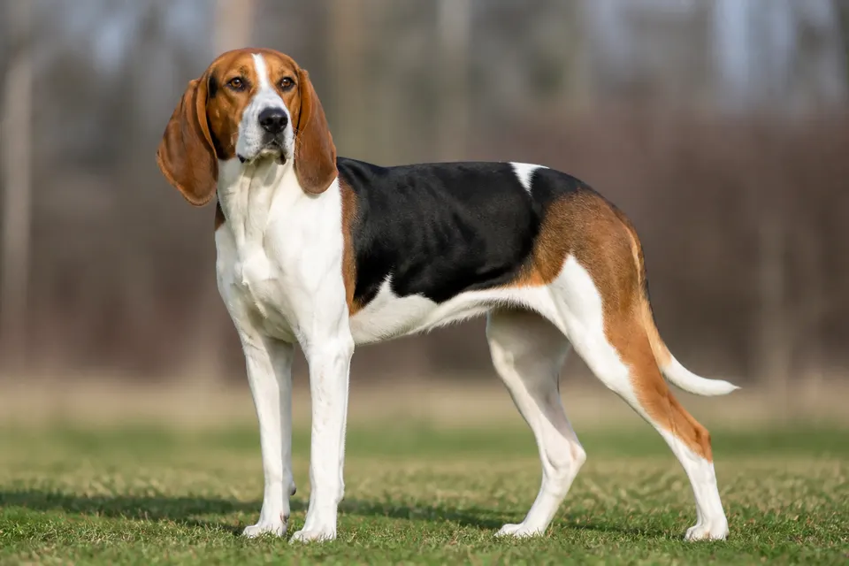 沃克猎浣熊犬 · 正面