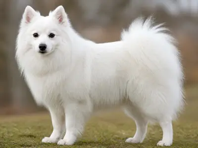 美系爱斯基摩犬