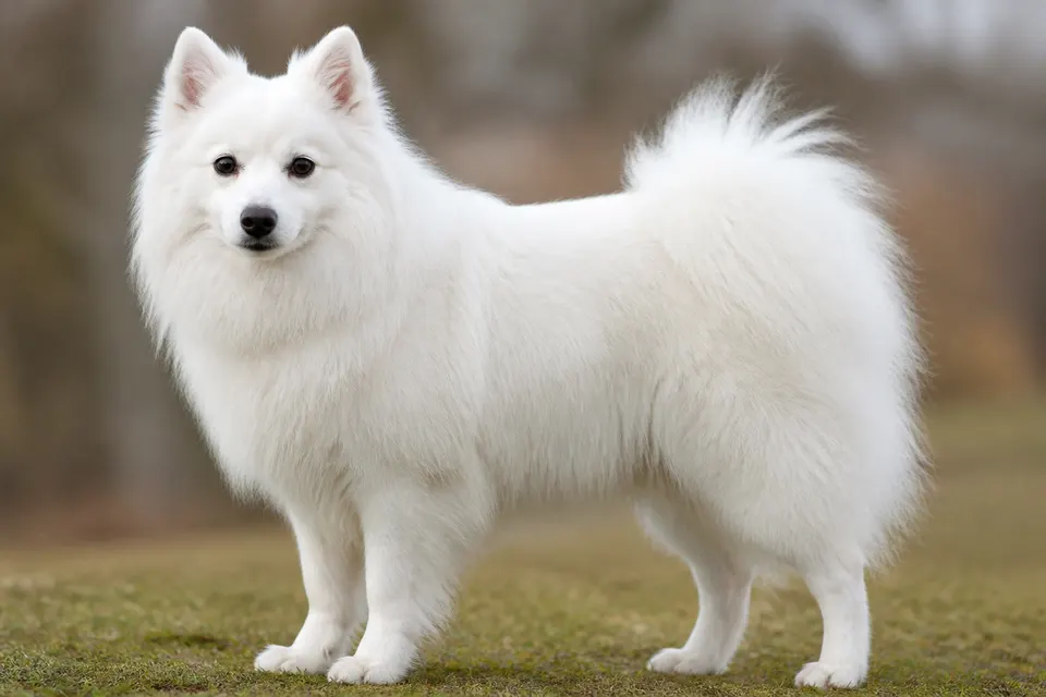美系爱斯基摩犬 · 正面