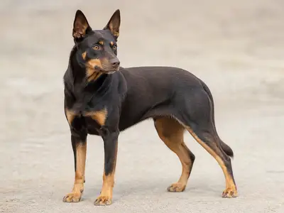 Australian Kelpie犬