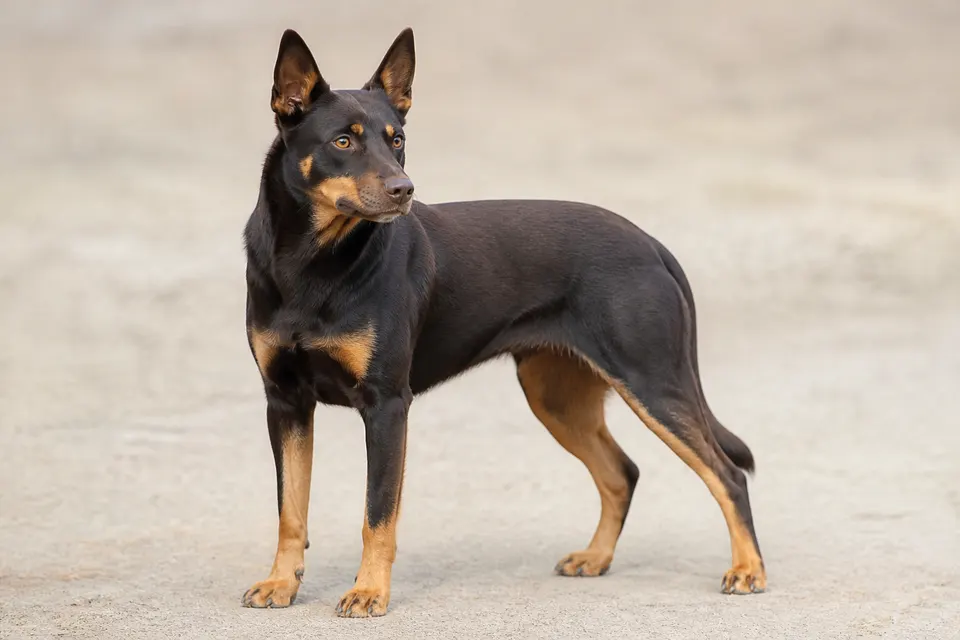 Australian Kelpie犬 · 正面