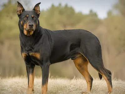 Beauce Sheepdog犬
