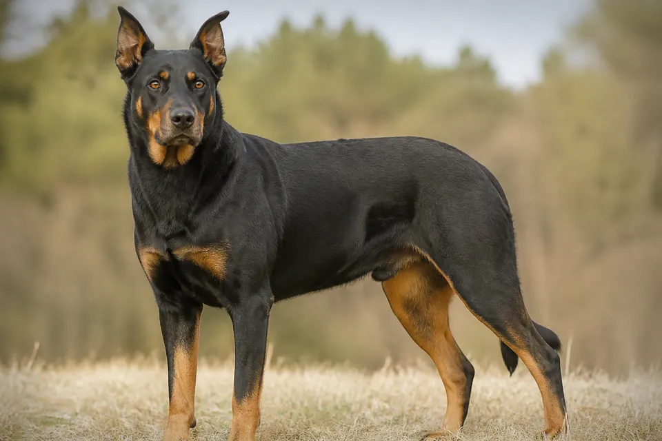 Beauce Sheepdog犬 · 正面