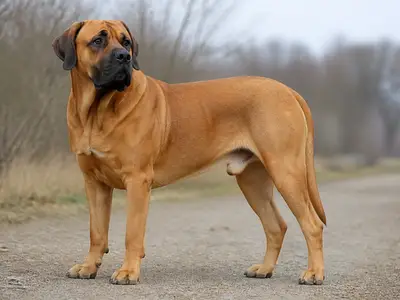 Broholmer犬