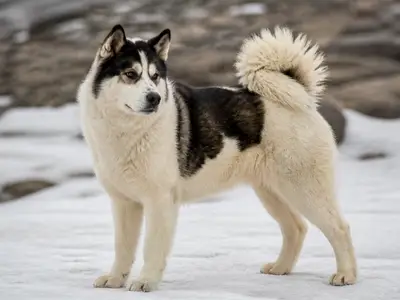 Canadian Eskimo Dog犬