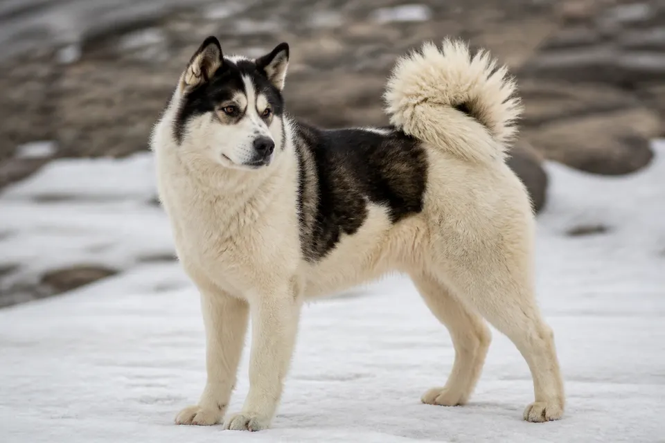 Canadian Eskimo Dog犬 · 正面