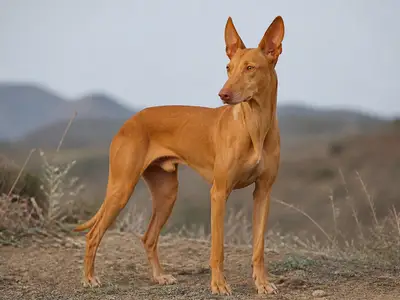 Canarian Warren Hound犬