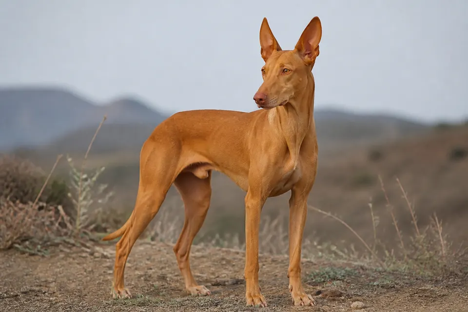 Canarian Warren Hound犬 · 正面