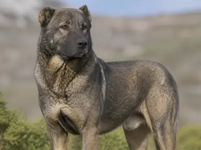 Castro Laboreiro Dog犬