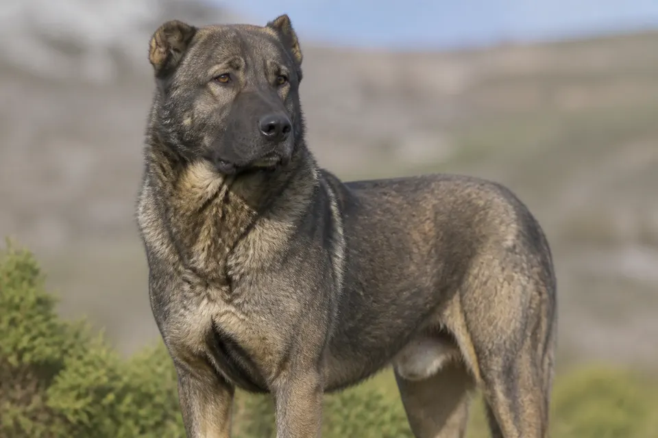 Castro Laboreiro Dog犬 · 正面