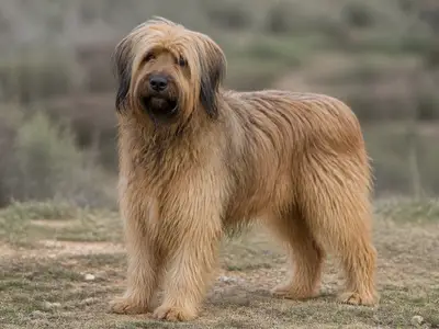 Catalan Sheepdog犬