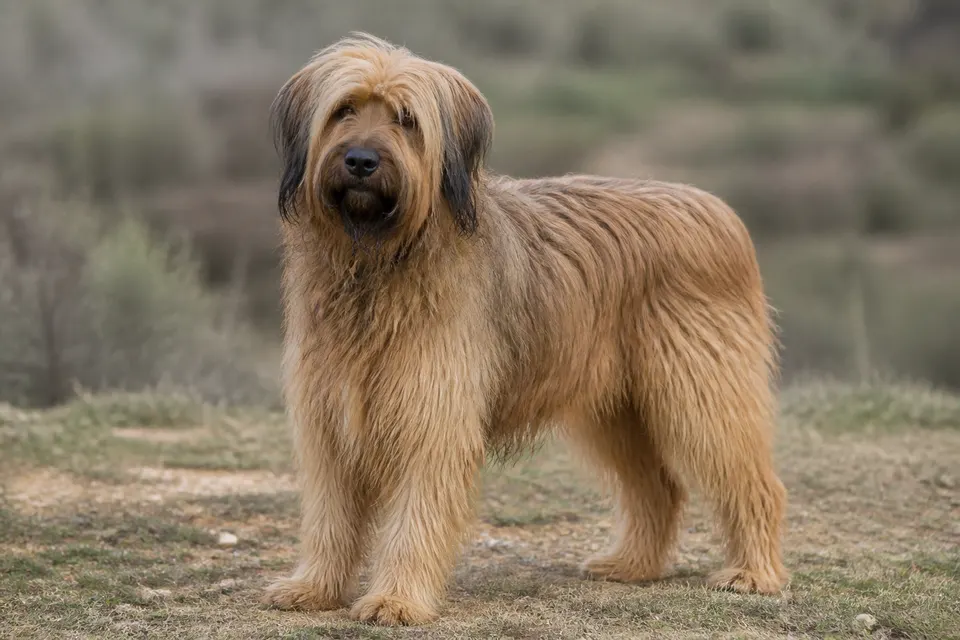 Catalan Sheepdog犬 · 正面