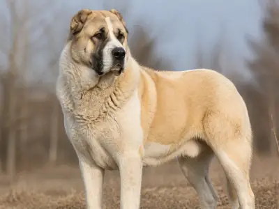Central Asia Shepherd Dog犬