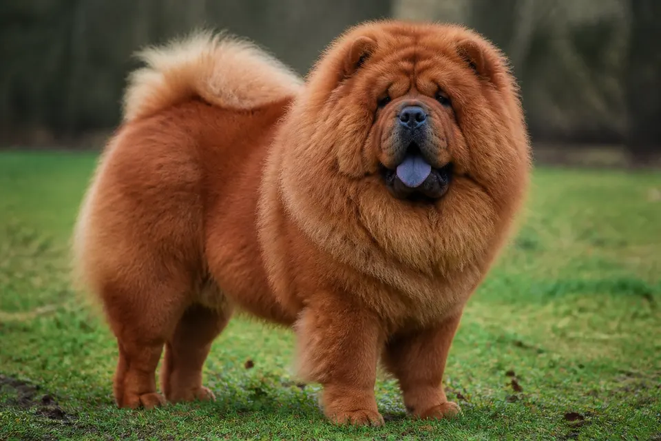 松狮犬 · 正面