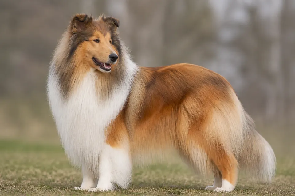 Collie Rough犬 · 正面