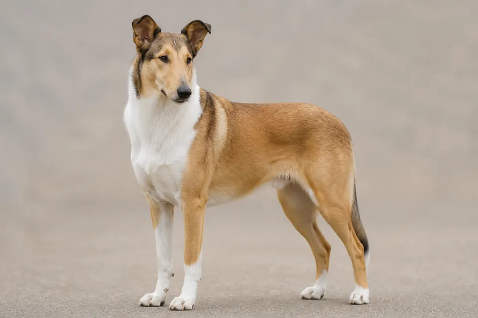 Collie Smooth犬 · 正面