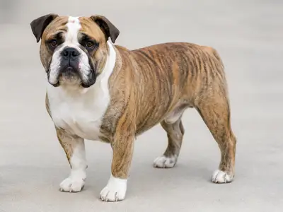 Continental Bulldog犬
