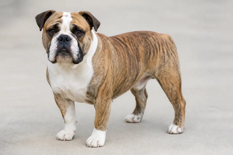 Continental Bulldog犬 · 正面