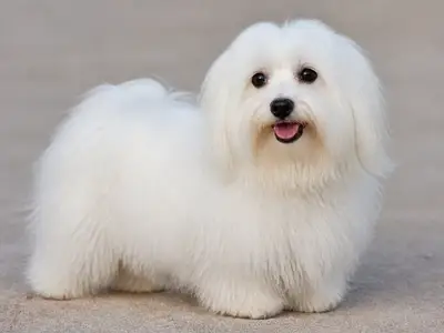 棉花面纱犬