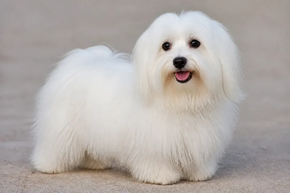 棉花面纱犬 · 正面