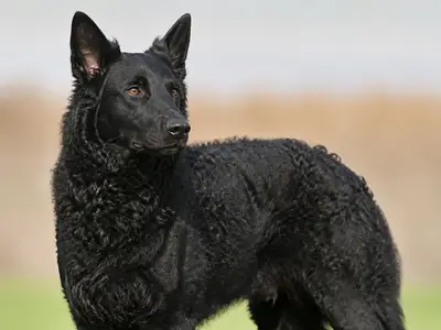 Croatian Shepherd Dog犬