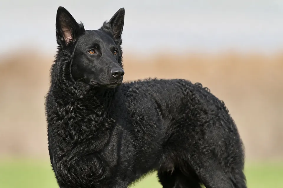 Croatian Shepherd Dog犬 · 正面