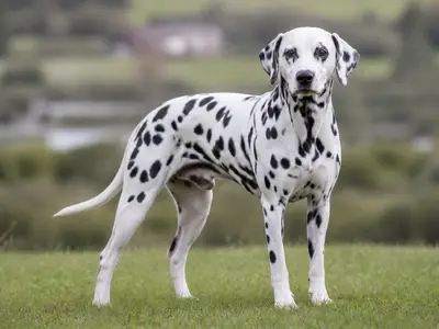 大麦町犬