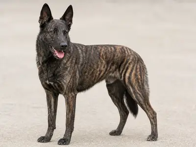 Dutch Shepherd Dog犬