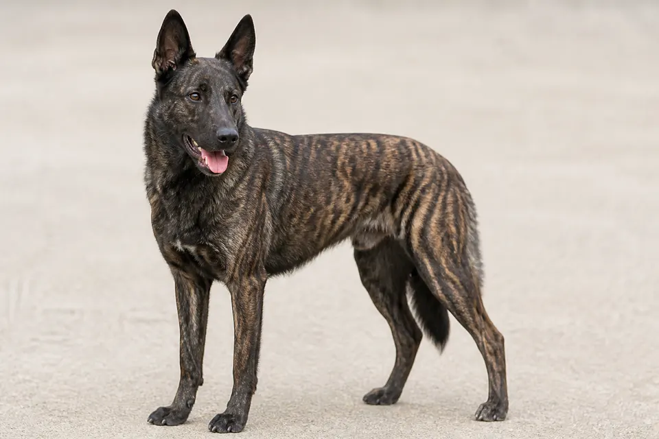 Dutch Shepherd Dog犬 · 正面