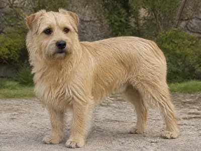 Dutch Smoushond犬