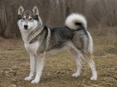 East Siberian Laika犬