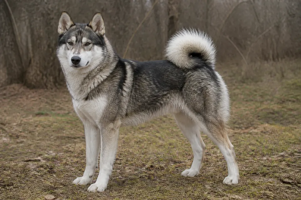 East Siberian Laika犬 · 正面