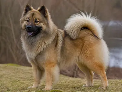 Eurasian犬