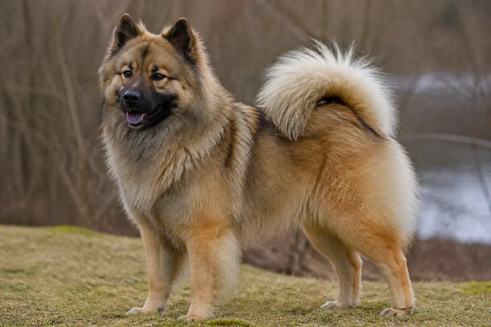 Eurasian犬 · 正面